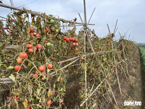 Bán không ai mua, nông dân chở cả ôtô rau đổ xuống sông Hồng - Ảnh 9. Bán không ai mua, nông dân chở cả ôtô rau đổ xuống sông Hồng - Ảnh 9.