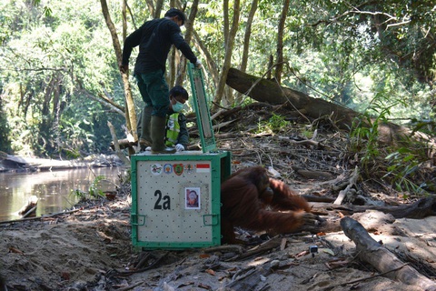 Indonesia nỗ lực bảo tồn loài đười ươi vùng Borneo trước dịch COVID-19 - Ảnh 1. Indonesia nỗ lực bảo tồn loài đười ươi vùng Borneo trước dịch COVID-19 - Ảnh 1.