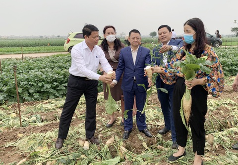 Mặt hàng hành lá vẫn tiêu thụ bình thường - Ảnh 1. Mặt hàng hành lá vẫn tiêu thụ bình thường - Ảnh 1.
