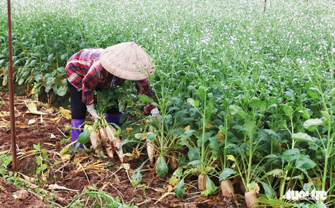 Nông sản hết cảnh đổ xuống sông Hồng nhưng khách mua trả tiền tùy tâm - Ảnh 3. Nông sản hết cảnh đổ xuống sông Hồng nhưng khách mua trả tiền tùy tâm - Ảnh 3.