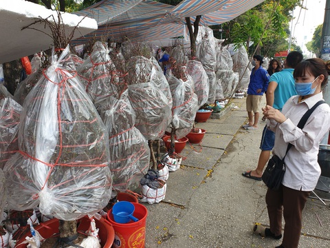 Khách thưa thớt, người bán đào Bắc như ngồi trên đống lửa - Ảnh 2. Khách thưa thớt, người bán đào Bắc như ngồi trên đống lửa - Ảnh 2.