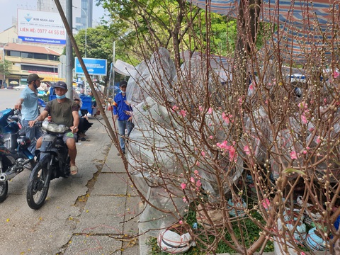 Khách thưa thớt, người bán đào Bắc như ngồi trên đống lửa - Ảnh 1. Khách thưa thớt, người bán đào Bắc như ngồi trên đống lửa - Ảnh 1.