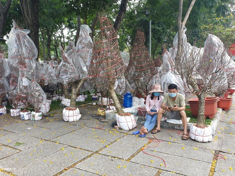 Khách thưa thớt, người bán đào Bắc như ngồi trên đống lửa - Ảnh 3. Khách thưa thớt, người bán đào Bắc như ngồi trên đống lửa - Ảnh 3.