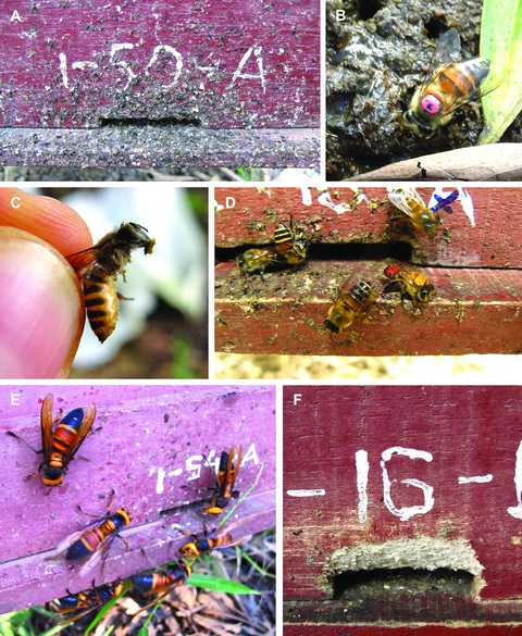 bee-hinh 3 (read-only) bee-hinh 3 (read-only)