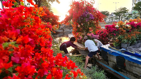 Hoa vùng hạn mặn đổ về TP.HCM - Ảnh 1. Hoa vùng hạn mặn đổ về TP.HCM - Ảnh 1.