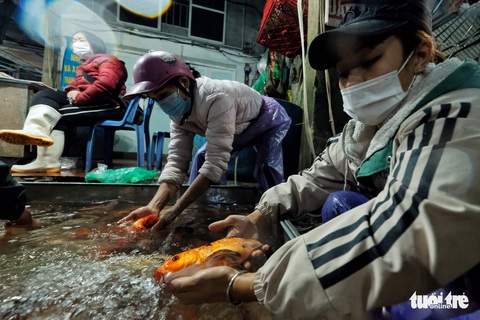 Khan hàng, cá chép tăng giá gấp ba trong ngày cúng ông Công, ông Táo - Ảnh 2. Khan hàng, cá chép tăng giá gấp ba trong ngày cúng ông Công, ông Táo - Ảnh 2.