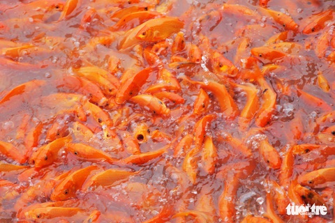 Làng cá chép ông Công, ông Táo ‘thắng lớn’ bất chấp dịch COVID-19 - Ảnh 1. Làng cá chép ông Công, ông Táo ‘thắng lớn’ bất chấp dịch COVID-19 - Ảnh 1.