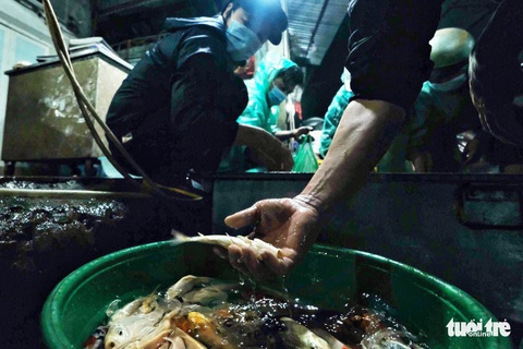 Khan hàng, cá chép tăng giá gấp ba trong ngày cúng ông Công, ông Táo - Ảnh 6. Khan hàng, cá chép tăng giá gấp ba trong ngày cúng ông Công, ông Táo - Ảnh 6.