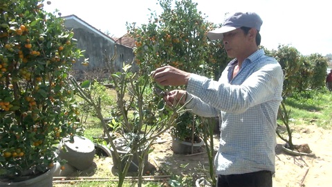 Thương lái bỏ cọc, chính quyền Tuy Hòa kêu gọi người địa phương ‘giải cứu’ hoa tết - Ảnh 1. Thương lái bỏ cọc, chính quyền Tuy Hòa kêu gọi người địa phương ‘giải cứu’ hoa tết - Ảnh 1.
