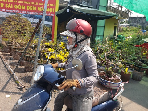 Thị trường mai tết sôi động dần, khách chuộng cây giá thấp - Ảnh 5. Thị trường mai tết sôi động dần, khách chuộng cây giá thấp - Ảnh 5.