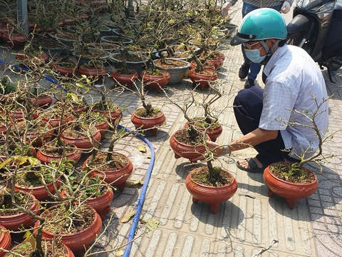 Thị trường mai tết sôi động dần, khách chuộng cây giá thấp - Ảnh 4. Thị trường mai tết sôi động dần, khách chuộng cây giá thấp - Ảnh 4.