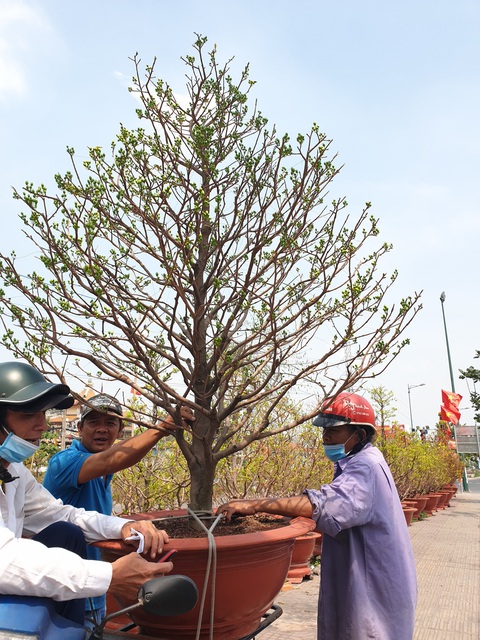 Thị trường mai tết sôi động dần, khách chuộng cây giá thấp - Ảnh 6. Thị trường mai tết sôi động dần, khách chuộng cây giá thấp - Ảnh 6.