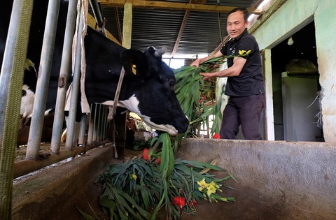 Nông dân cắt hoa layơn cho bò ăn thay cỏ - Ảnh 1. Nông dân cắt hoa layơn cho bò ăn thay cỏ - Ảnh 1.