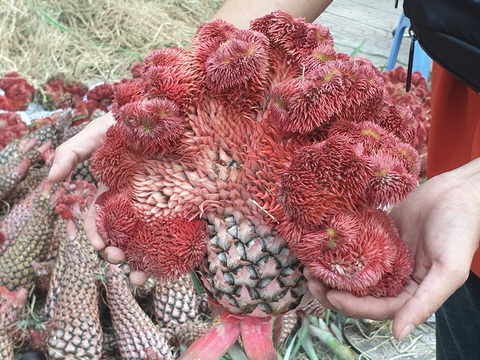 Sức mua chậm còn gặp mưa, người bán hoa trái ở Sài Gòn lo sốt vó - Ảnh 6. Sức mua chậm còn gặp mưa, người bán hoa trái ở Sài Gòn lo sốt vó - Ảnh 6.