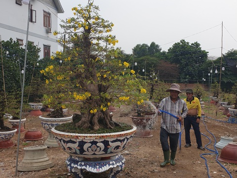 Sức mua chậm còn gặp mưa, người bán hoa trái ở Sài Gòn lo sốt vó - Ảnh 2. Sức mua chậm còn gặp mưa, người bán hoa trái ở Sài Gòn lo sốt vó - Ảnh 2.