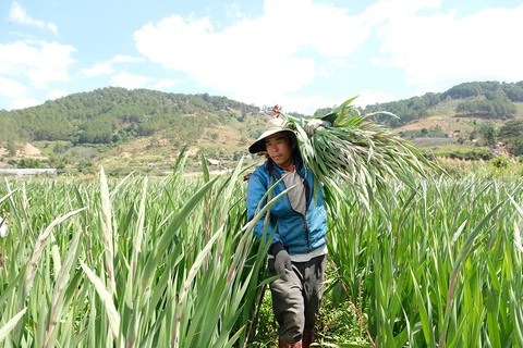Hoa Đà Lạt phập phồng về Sài Gòn - Ảnh 2. Hoa Đà Lạt phập phồng về Sài Gòn - Ảnh 2.