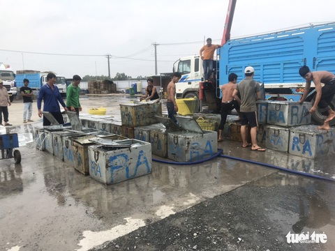 Campuchia cho phép nhập khẩu trở lại 4 loài cá từ Việt Nam - Ảnh 2. Campuchia cho phép nhập khẩu trở lại 4 loài cá từ Việt Nam - Ảnh 2.