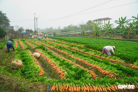 Dân Cẩm Giàng phấn khởi vì cà rốt được mùa, giá tốt bất chấp dịch COVID-19 - Ảnh 1. Dân Cẩm Giàng phấn khởi vì cà rốt được mùa, giá tốt bất chấp dịch COVID-19 - Ảnh 1.
