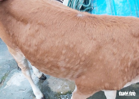 Nông dân Hà Tĩnh lo lắng vì nhiều trâu, bò da nổi cục rồi chết - Ảnh 1. Nông dân Hà Tĩnh lo lắng vì nhiều trâu, bò da nổi cục rồi chết - Ảnh 1.