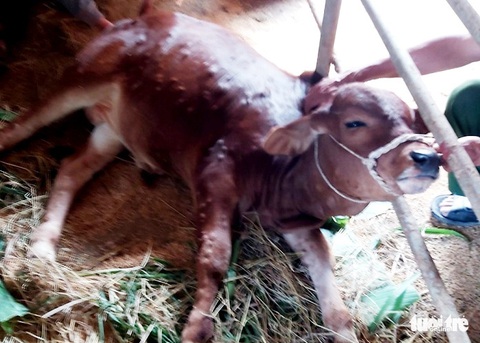 Nông dân Hà Tĩnh lo lắng vì nhiều trâu, bò da nổi cục rồi chết - Ảnh 2. Nông dân Hà Tĩnh lo lắng vì nhiều trâu, bò da nổi cục rồi chết - Ảnh 2.