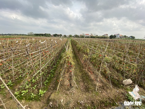 Cánh