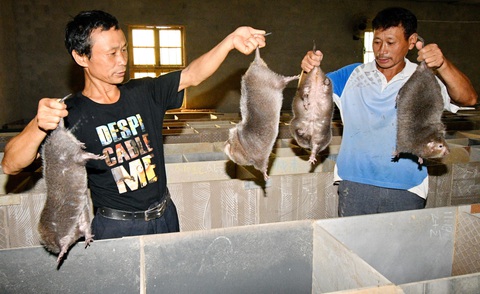 Nhà khoa học WHO: COVID-19 có thể từ Vân Nam lây sang Vũ Hán - Ảnh 1. Nhà khoa học WHO: COVID-19 có thể từ Vân Nam lây sang Vũ Hán - Ảnh 1.