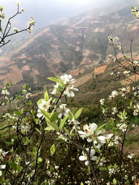 Lên Tà Xùa ngắm rừng hoa táo mèo giữa lưng chừng trời - Ảnh 3. Lên Tà Xùa ngắm rừng hoa táo mèo giữa lưng chừng trời - Ảnh 3.