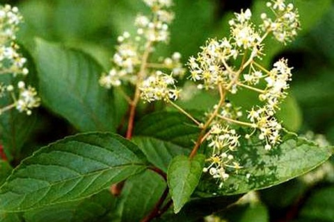 Bào chế viên thuốc tránh thai cho đàn ông từ thảo dược - Ảnh 1. Bào chế viên thuốc tránh thai cho đàn ông từ thảo dược - Ảnh 1.