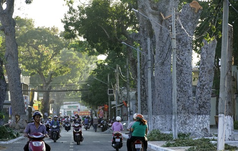 Bí thư Vũng Tàu nhận khuyết điểm không tuyên truyền vụ cưa hàng cây cổ thụ - Ảnh 1. Bí thư Vũng Tàu nhận khuyết điểm không tuyên truyền vụ cưa hàng cây cổ thụ - Ảnh 1.