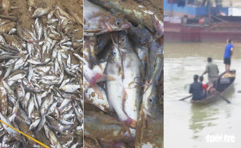 Cá chết nổi trắng sông ở Nghệ An, dân vớt đem ra chợ bán - Ảnh 2. Cá chết nổi trắng sông ở Nghệ An, dân vớt đem ra chợ bán - Ảnh 2.