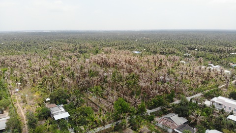 Khoanh vùng tiêu diệt sâu đầu đen hại dừa ở Bến Tre - Ảnh 1. Khoanh vùng tiêu diệt sâu đầu đen hại dừa ở Bến Tre - Ảnh 1.