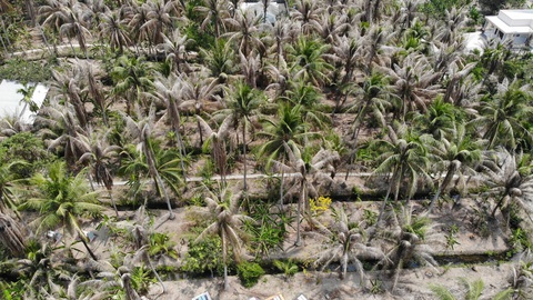 Khoanh vùng tiêu diệt sâu đầu đen hại dừa ở Bến Tre - Ảnh 3. Khoanh vùng tiêu diệt sâu đầu đen hại dừa ở Bến Tre - Ảnh 3.