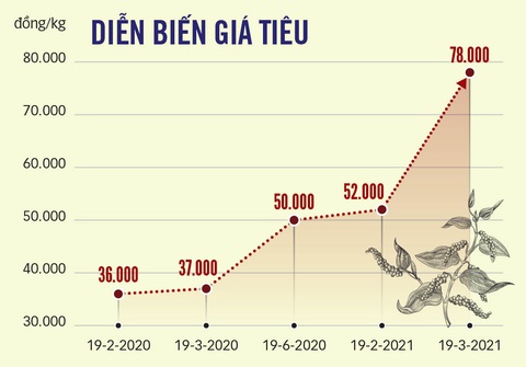 Giá tiêu tăng bất thường - Ảnh 2. Giá tiêu tăng bất thường - Ảnh 2.