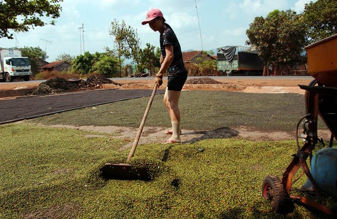 Giá tiêu tăng bất thường - Ảnh 1. Giá tiêu tăng bất thường - Ảnh 1.