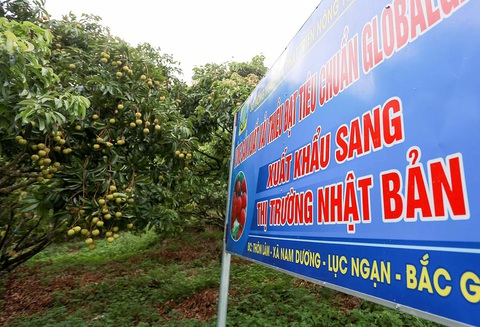 Cơ hội với vải thiều Lục Ngạn - Ảnh 1. Cơ hội với vải thiều Lục Ngạn - Ảnh 1.