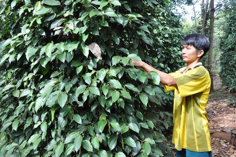 Giá tiêu xập xình, nông dân vui trong lo âu - Ảnh 4. Giá tiêu xập xình, nông dân vui trong lo âu - Ảnh 4.