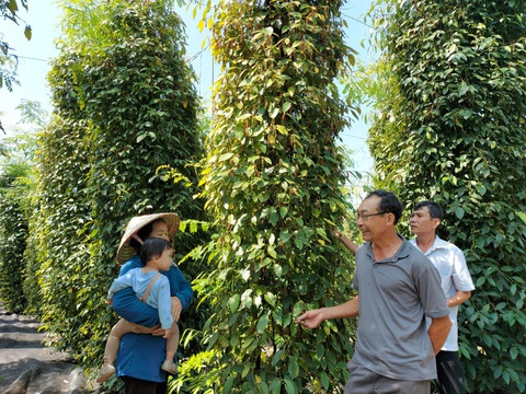 Giá tiêu xập xình, nông dân vui trong lo âu - Ảnh 5. Giá tiêu xập xình, nông dân vui trong lo âu - Ảnh 5.