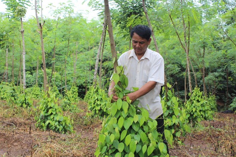Giá tiêu xập xình, nông dân vui trong lo âu - Ảnh 6. Giá tiêu xập xình, nông dân vui trong lo âu - Ảnh 6.