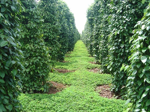 Giá tiêu xập xình, nông dân vui trong lo âu - Ảnh 7. Giá tiêu xập xình, nông dân vui trong lo âu - Ảnh 7.