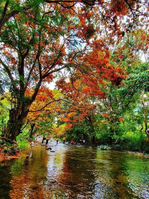 Suối Tà Má rực rỡ hoa trang rừng chưa bao giờ đẹp như năm nay - Ảnh 1. Suối Tà Má rực rỡ hoa trang rừng chưa bao giờ đẹp như năm nay - Ảnh 1.