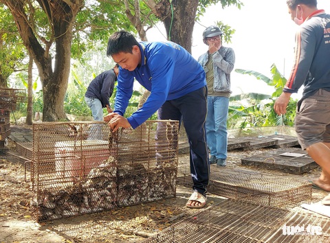 Nhộn nhịp chợ chuột đồng nơi biên giới: Mua bao nhiêu bán hết bấy nhiêu - Ảnh 4. Nhộn nhịp chợ chuột đồng nơi biên giới: Mua bao nhiêu bán hết bấy nhiêu - Ảnh 4.