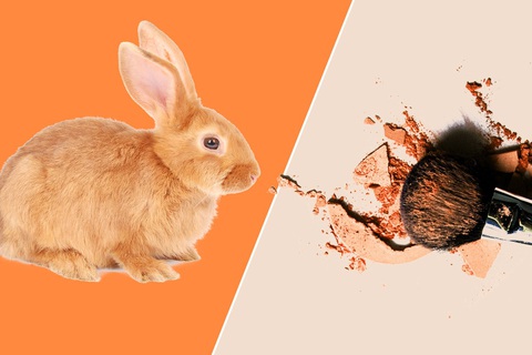 Làn sóng’ cấm thử nghiệm mỹ phẩm trên động vật - Ảnh 1. Làn sóng’ cấm thử nghiệm mỹ phẩm trên động vật - Ảnh 1.