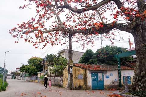 Mùa hoa gạo thắp lửa đất trời - Ảnh 1. Mùa hoa gạo thắp lửa đất trời - Ảnh 1.