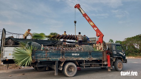 Cây thốt nốt lâu năm lại ồ ạt rời vùng Bảy Núi - Ảnh 1. Cây thốt nốt lâu năm lại ồ ạt rời vùng Bảy Núi - Ảnh 1.