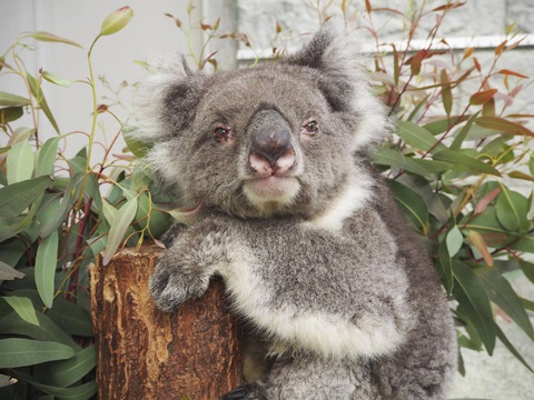 Con Koala ở vườn thú Nhật Bản lập kỷ lục Guinness thọ nhất thế giới - Ảnh 1. Con Koala ở vườn thú Nhật Bản lập kỷ lục Guinness thọ nhất thế giới - Ảnh 1.