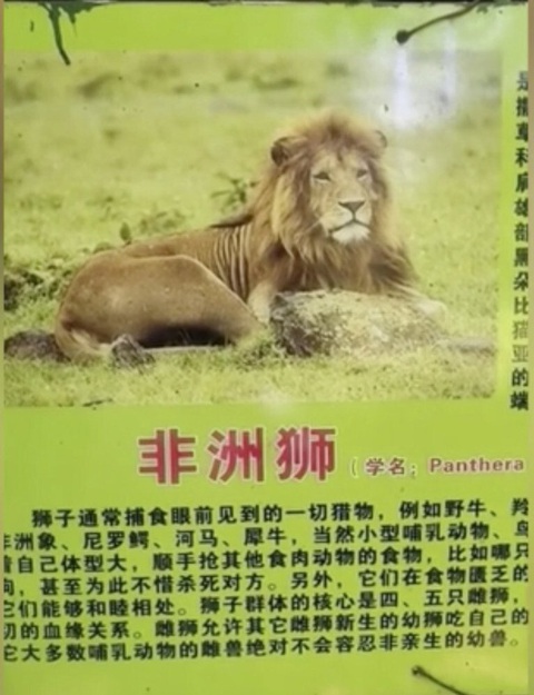 Sở thú Trung Quốc biến chó cảnh thành sư tử châu Phi để phục vụ du khách - Ảnh 2. Sở thú Trung Quốc biến chó cảnh thành sư tử châu Phi để phục vụ du khách - Ảnh 2.