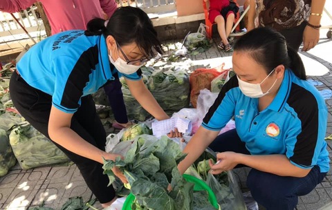Người Sài Gòn bán bắp cải, su hào giúp nông dân Hải Dương - Ảnh 1. Người Sài Gòn bán bắp cải, su hào giúp nông dân Hải Dương - Ảnh 1.