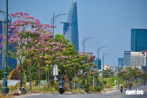 Bạn trẻ rủ nhau check-in với sắc hoa kèn hồng - Ảnh 6. Bạn trẻ rủ nhau check-in với sắc hoa kèn hồng - Ảnh 6.