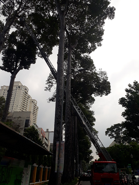 Giúp trường học lấy tổ ong, một cảnh sát chữa cháy bị ong chích nhập viện - Ảnh 2. Giúp trường học lấy tổ ong, một cảnh sát chữa cháy bị ong chích nhập viện - Ảnh 2.