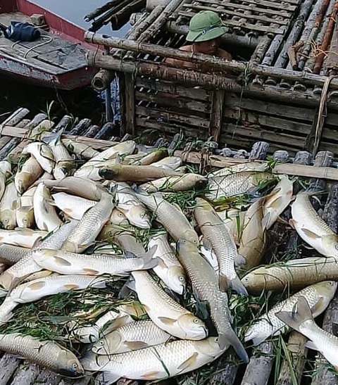 Thanh Hóa: Cá trên sông Mã chết hàng loạt không phải do dịch bệnh - Ảnh 1. Thanh Hóa: Cá trên sông Mã chết hàng loạt không phải do dịch bệnh - Ảnh 1.
